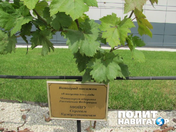 Путин выбрал в Крыму самое дешевое вино Путин выбрал в Крыму самое дешевое вино