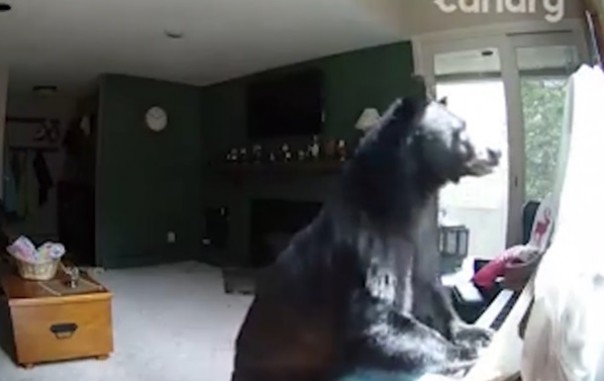 Медведь вломился в дом и "поиграл" на пианино