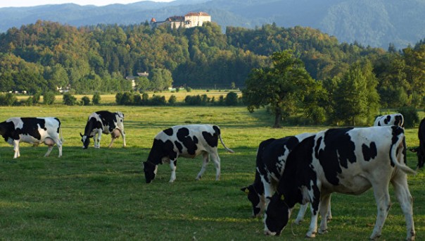В Британии коровы насмерть затоптали профессора-мультимиллионера В Британии коровы насмерть затоптали профессора-мультимиллионера