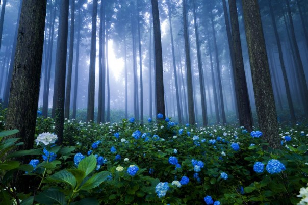 Великолепные фотографии из серии "Фото дня"