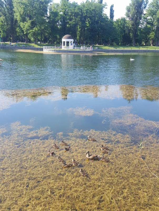 ЧП на Украине: Лебедь напал на мужчину, мывшегося в пруду из-за отключенной горячей воды ЧП на Украине: Лебедь напал на мужчину, мывшегося в пруду из-за отключенной горячей воды