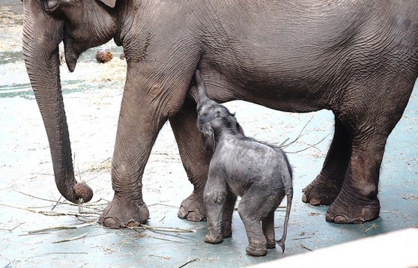 В Московском зоопарке родился детеныш азиатского слона