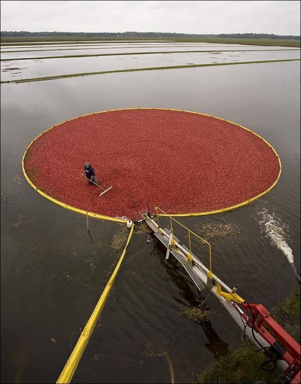 Как собирают клюкву Как собирают клюкву