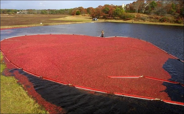 Как собирают клюкву Как собирают клюкву