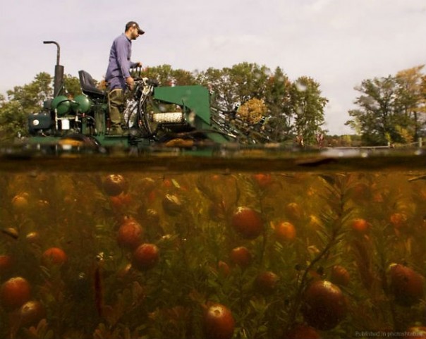 Как собирают клюкву Как собирают клюкву