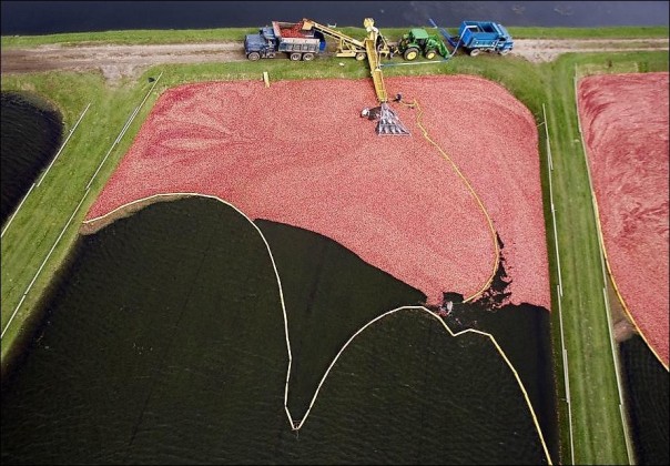 Как собирают клюкву Как собирают клюкву