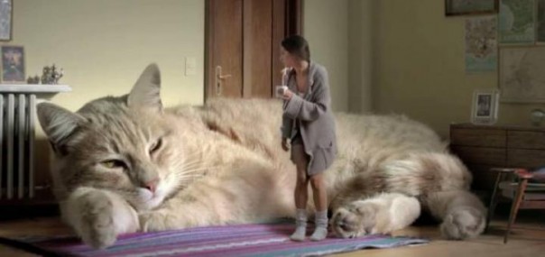 Как британец замерзает без колхоза