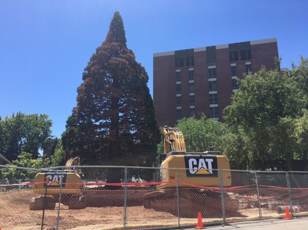 Пересадка дерева обошлась больнице в Айдахо в 300 тысяч долларов