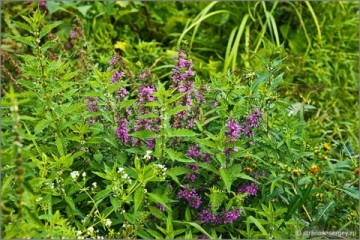 Два брата - Два топора