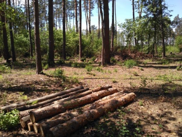 Леса рубят – реки мелеют: Украина на грани экологической катастрофы