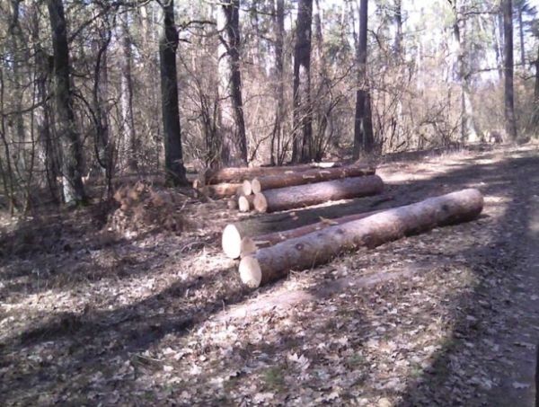 Леса рубят – реки мелеют: Украина на грани экологической катастрофы