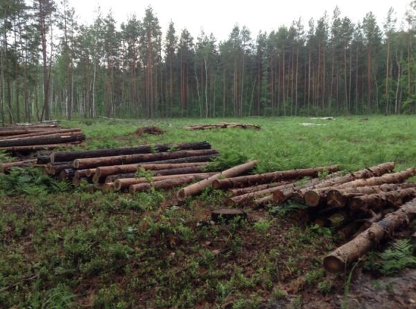 Леса рубят – реки мелеют: Украина на грани экологической катастрофы