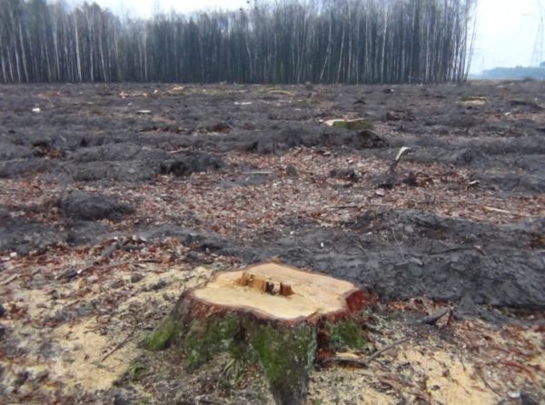 Леса рубят – реки мелеют: Украина на грани экологической катастрофы