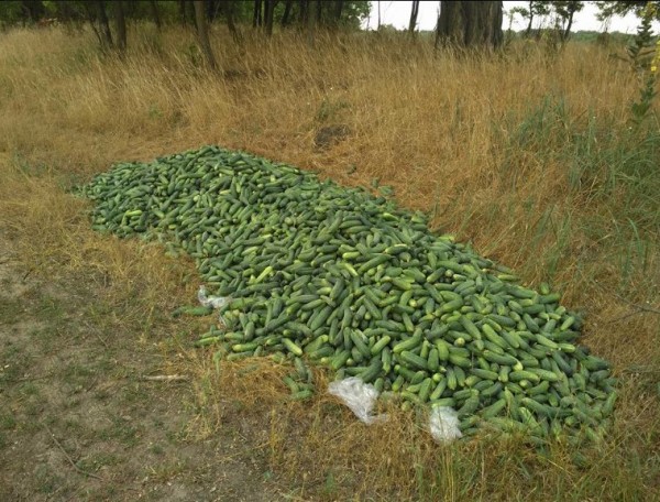 Геноцид херсонских огурцов. Юлия Витязева Геноцид херсонских огурцов. Юлия Витязева