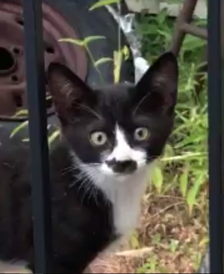 Котенок "второго уровня погружения"