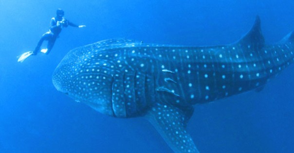 Дайвер не мог понять, что от него хочет этот морской великан. Пока животное не схватило его за руку Дайвер не мог понять, что от него хочет этот морской великан. Пока животное не схватило его за руку