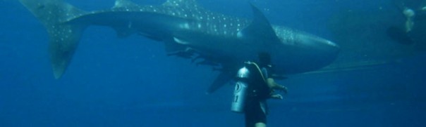 Дайвер не мог понять, что от него хочет этот морской великан. Пока животное не схватило его за руку Дайвер не мог понять, что от него хочет этот морской великан. Пока животное не схватило его за руку