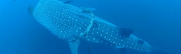 Дайвер не мог понять, что от него хочет этот морской великан. Пока животное не схватило его за руку Дайвер не мог понять, что от него хочет этот морской великан. Пока животное не схватило его за руку