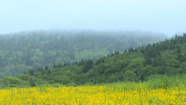 На Сахалине владельцы "дальневосточных гектаров" создадут новый населенный пункт