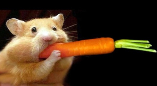 Украина осталась без своей морковки Украина осталась без своей морковки