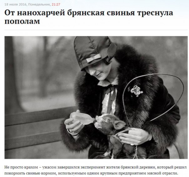 От нанохарчей брянская свинья треснула пополам