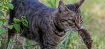 Кошка и Бацька