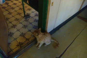 Любимец  российских  моряков кот Боцман на полгода сбежал в Сирию