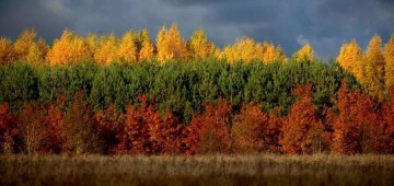 В Сейме Литвы обвинили охотников в срыве учений НАТО