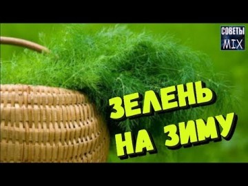 Как сохранить укроп на зиму. Заготовка зелени. Самые лучшие и проверенные способы
