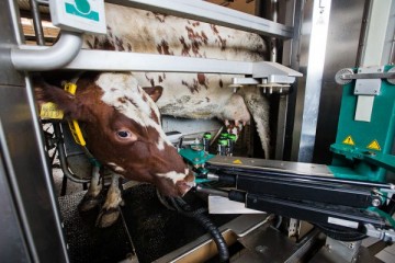 Роботы-дояры: в России стартует программа модернизации старых молочных ферм