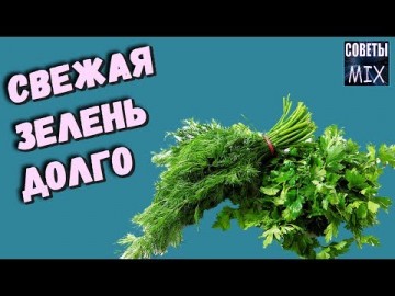 Как сохранить зелень. Самые лучшие и простые способы сохранить зелень свежей