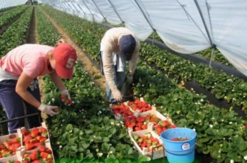 Уникальное хозяйство для выращивания ягодных культур изобрели на Амуре