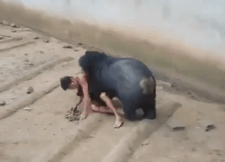 Голодный медведь напал на туриста, который дразнил его едой