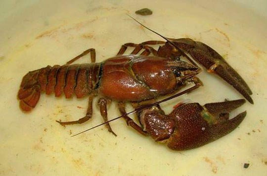 Голубые монстры атакуют Украину