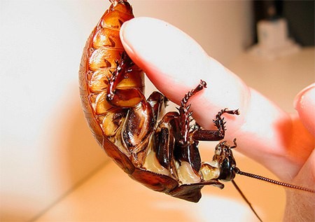 Во-первых это вкусно...