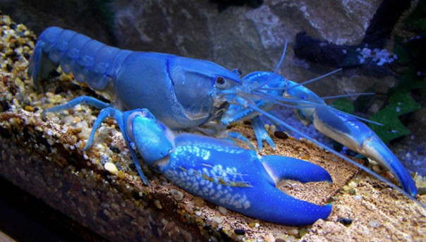 Голубые монстры атакуют Украину