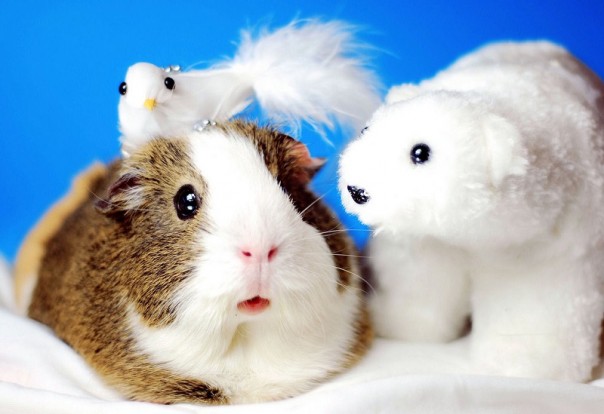 13 неслыханных фактов, которые перевернут твой мир с ног на голову