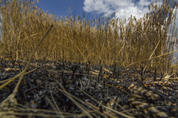 Правительство Украины плевало на «хлебное перемирие»