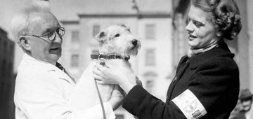 Зачем лондонцы убили кошек и собак