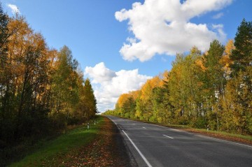 Новые деревья