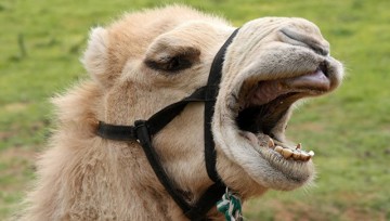 В Подмосковье верблюд откусил руку мужчине
