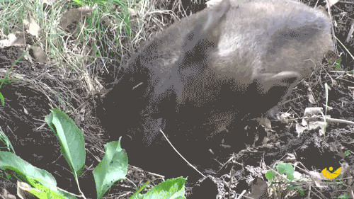 Украинские военные используют на передовой в Донбассе боевых кабанов