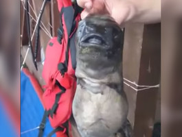 В Приморском крае поймали жуткую рыбу-мутанта со вторым ртом на шее