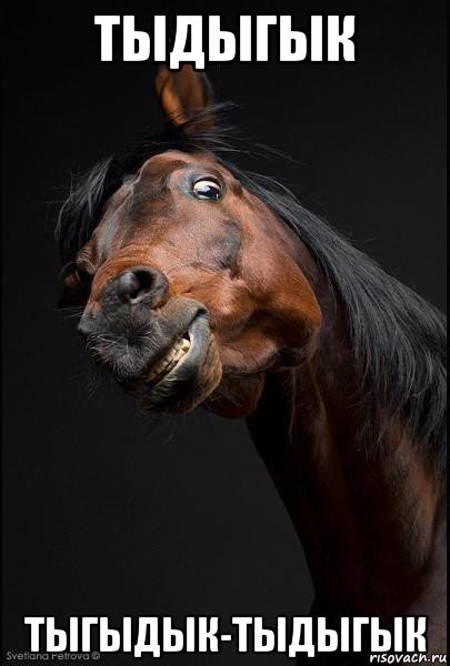 День украинского коня