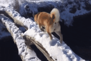 "Это фиаско, братан!" Видео про неловкого пса и остряка-хозяина стало вирусным