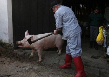 Аграрная супердержава отменяется. Даже официальная статистика показала деградацию села
