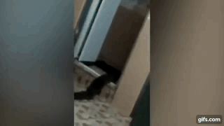 Хозяин дома снял неизвестное существо, которое выползло из его туалета