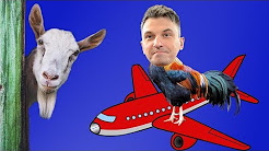 Козлы и петух из Гамбурга | Veon - из России с любовью