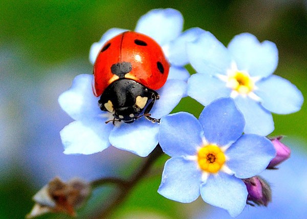 Интересные факты о божьих коровках