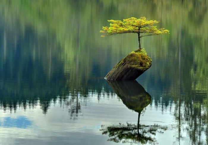 Пробивая камень и железо: деревья, которые растут вопреки всему